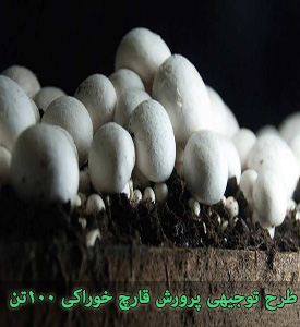 پرورش قارچ خوراکی با ظرفیت 100 تن