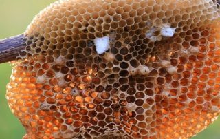 مجوز تولید کندو زنبور