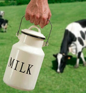 طرح توجیهی پرورش گاو شیری با ظرفیت 50 راس